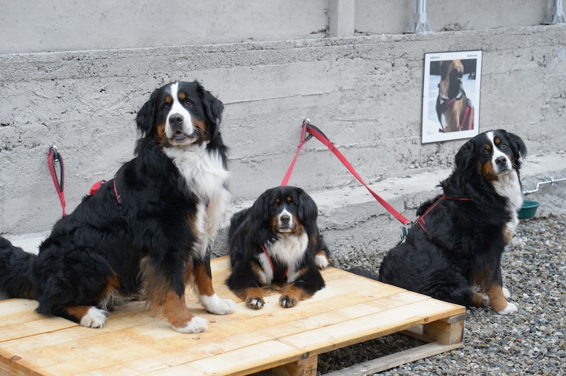 naturasi verbania supermercato bio area cani dog friendly